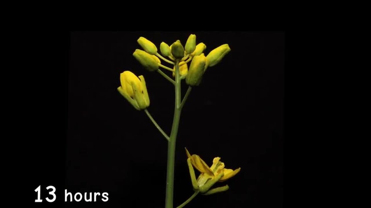 Blooming Fast Plant Flower Time Lapse - Clip - Carolina Video Experience