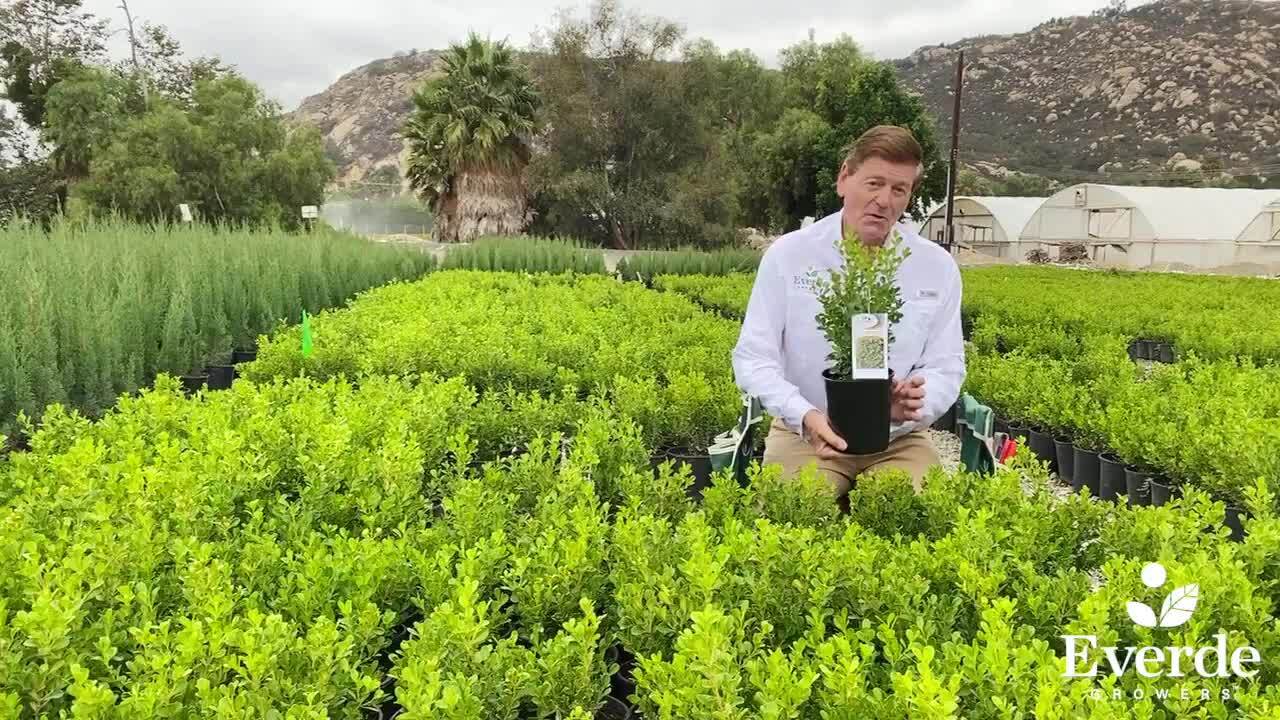 EVERDE GROWERS 2.5 Qt. Buxus Japanese Boxwood - Evergreen 285170