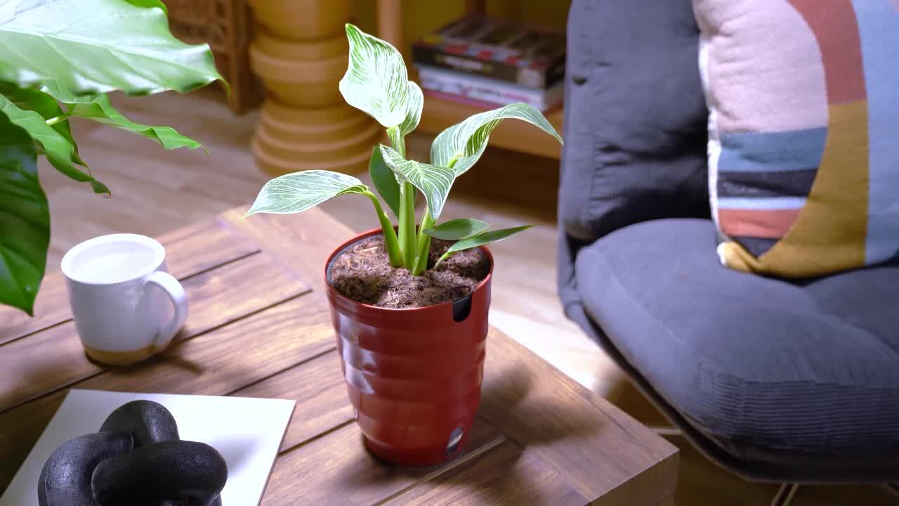 Vigoro Peace Lily Indoor Plant in 6 in. White Ribbed Plastic Decor