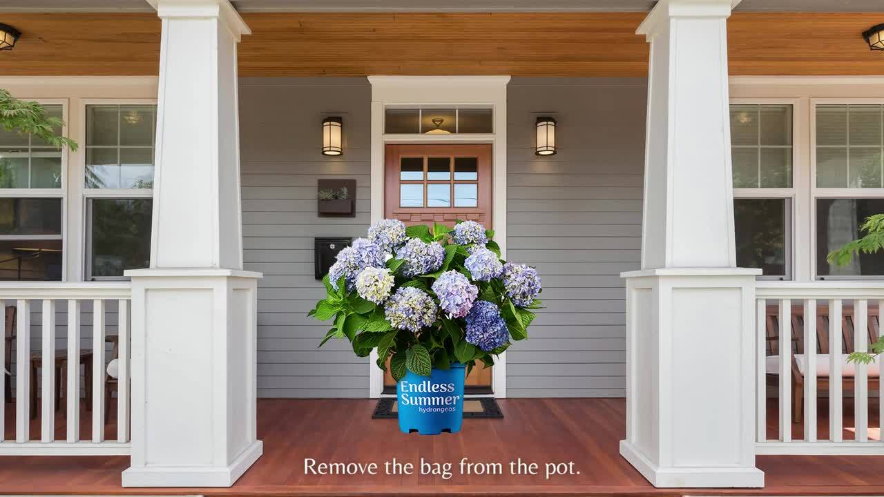 Endless Summer 5 Gal. The Original Reblooming Hydrangea Flowering