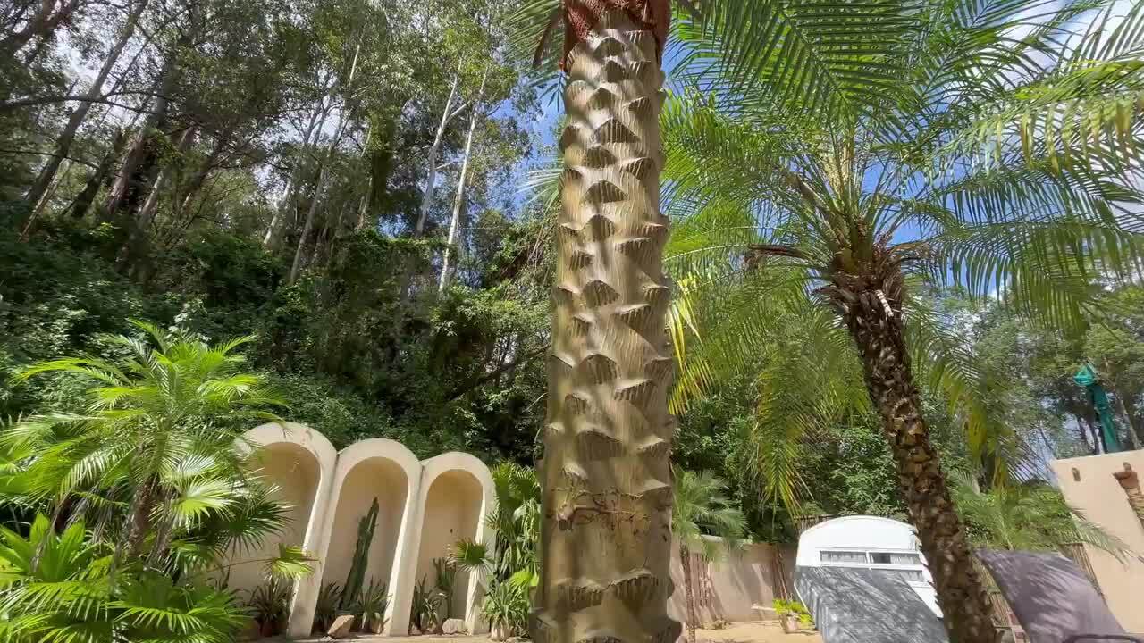 Vitalismo 7 ft. Green Plant 84 in. Artificial Phoenix Palm Tree Vitalismo 7 ft. Green Plant 84 in. Artificial Phoenix Palm Tree