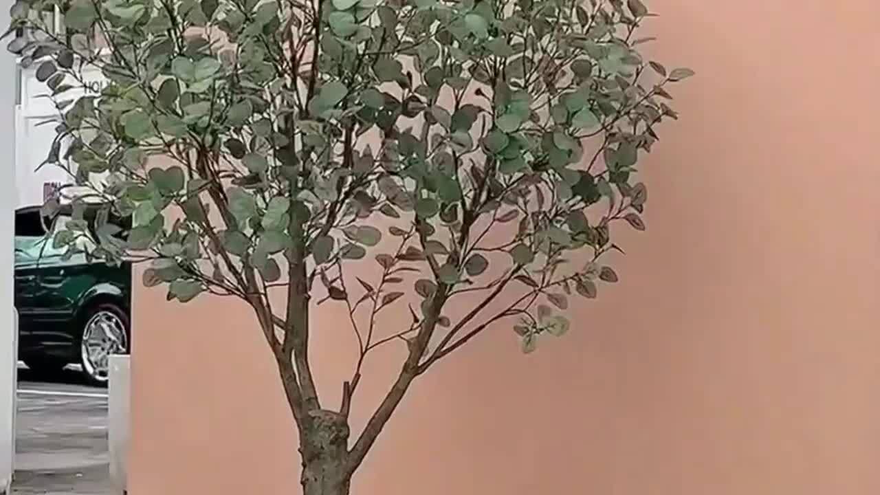 DR.Planzen 8 ft. uv Resistant Artificial Eucalyptus Tree With Grey