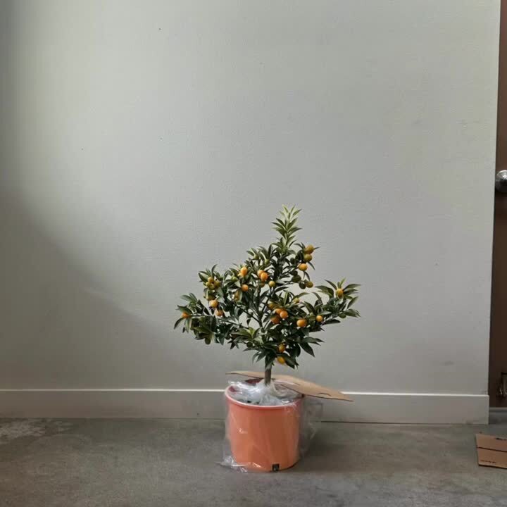 Alder & Oak 5 gal. Mid Valencia Orange Semi Dwarf Evergreen Tree
