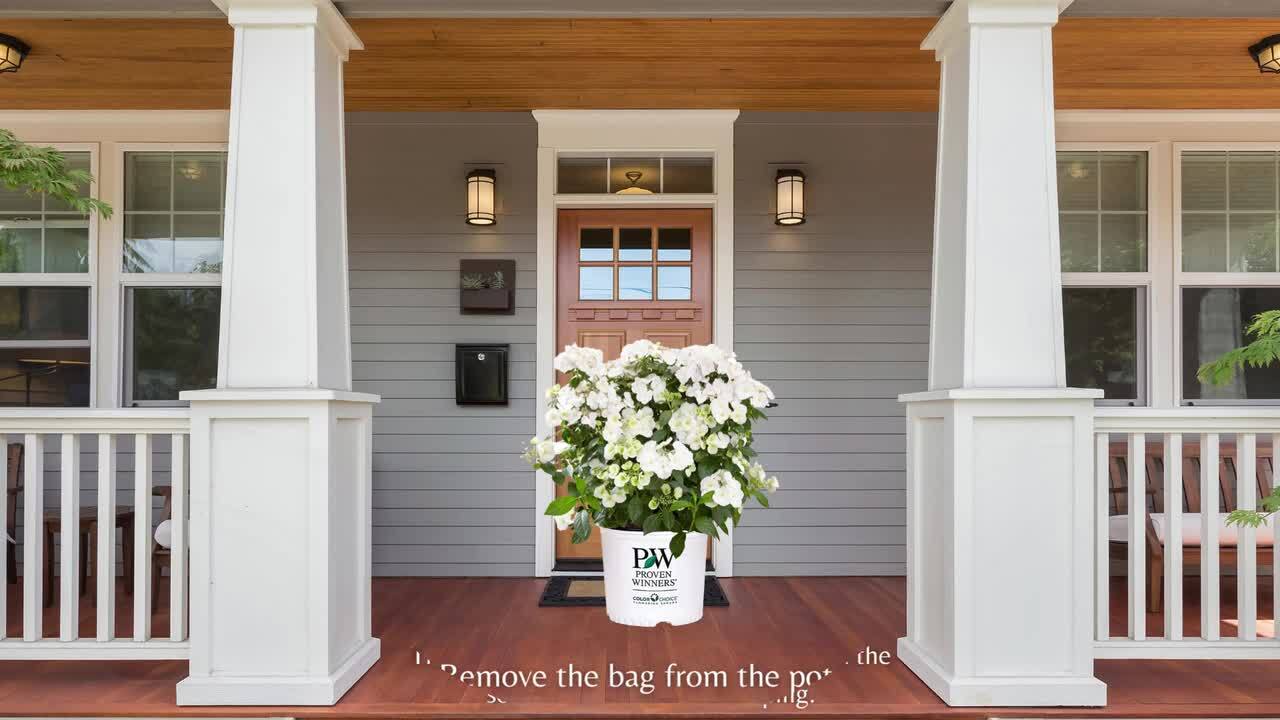 Reviews for PROVEN WINNERS 2 Gal. Fairytrail Bride Hydrangea Shrub