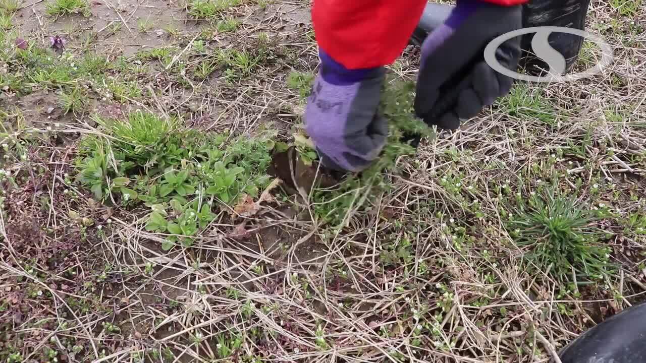 Nisaku 7.5 in. Blade Stainless Steel Knife NJP800 - The Home Depot