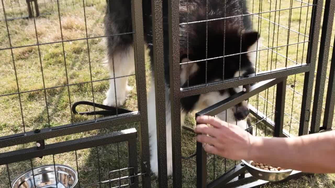 VEIKOUS 4 ft. x 8 ft. Dog Kennel Outdoor Dog Enclosure with VEIKOUS 4 ft. x 8 ft. Dog Kennel Outdoor Dog Enclosure with