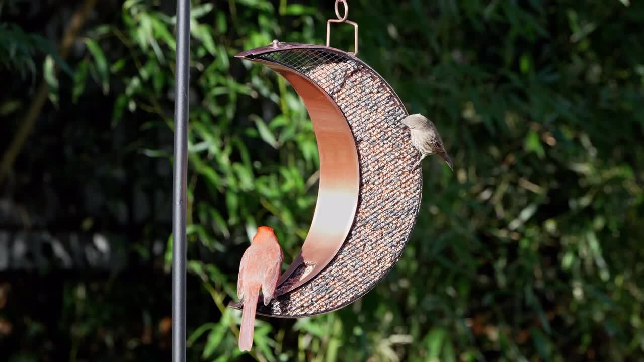 Good Directions Mojave Fly Thru Bird Feeder, Copper Accents, Multiple  Perches BF116R - The Home Depot