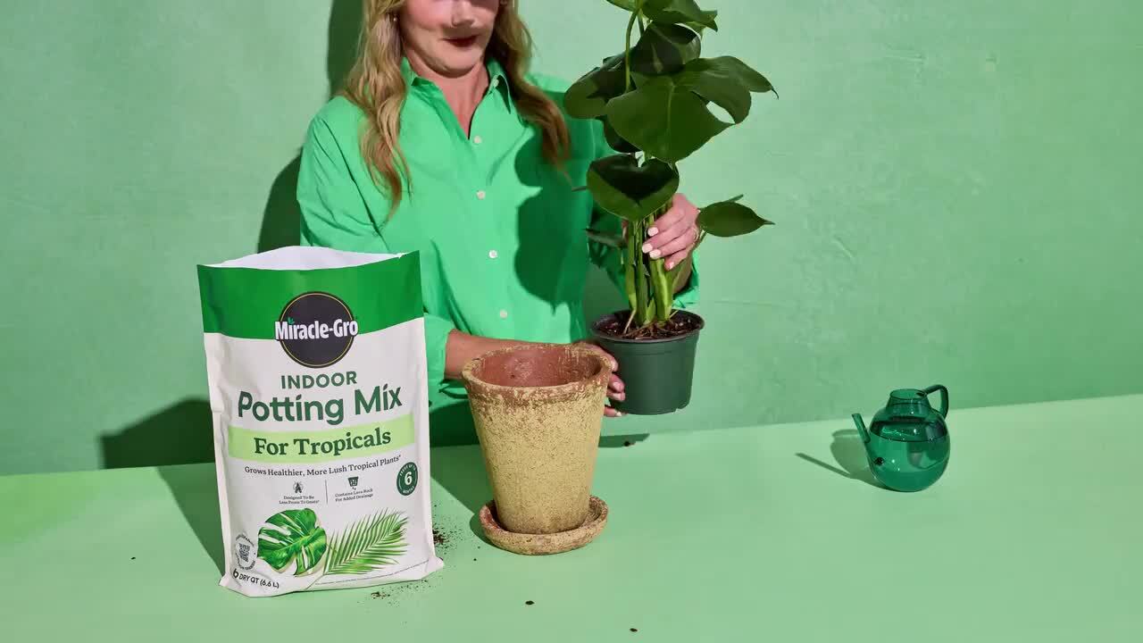plants circle Exklusives Pflanzenpaket: Vier exquisite Zimmerpflanzen zu einem ungla main image 1
