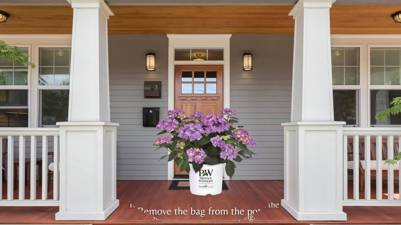 PROVEN WINNERS 2 Gal. Let's Dance Can Do Hydrangea Shrub with Pink