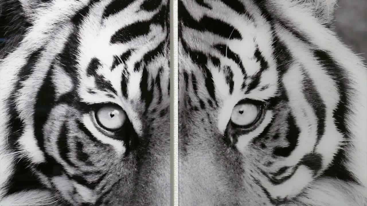 Empire Art Direct Tiger ABC Frameless Free Floating Tempered Glass