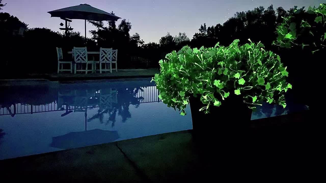 Costa Farms Firefly Petunia Live Outdoor Plant in White Decor Pot