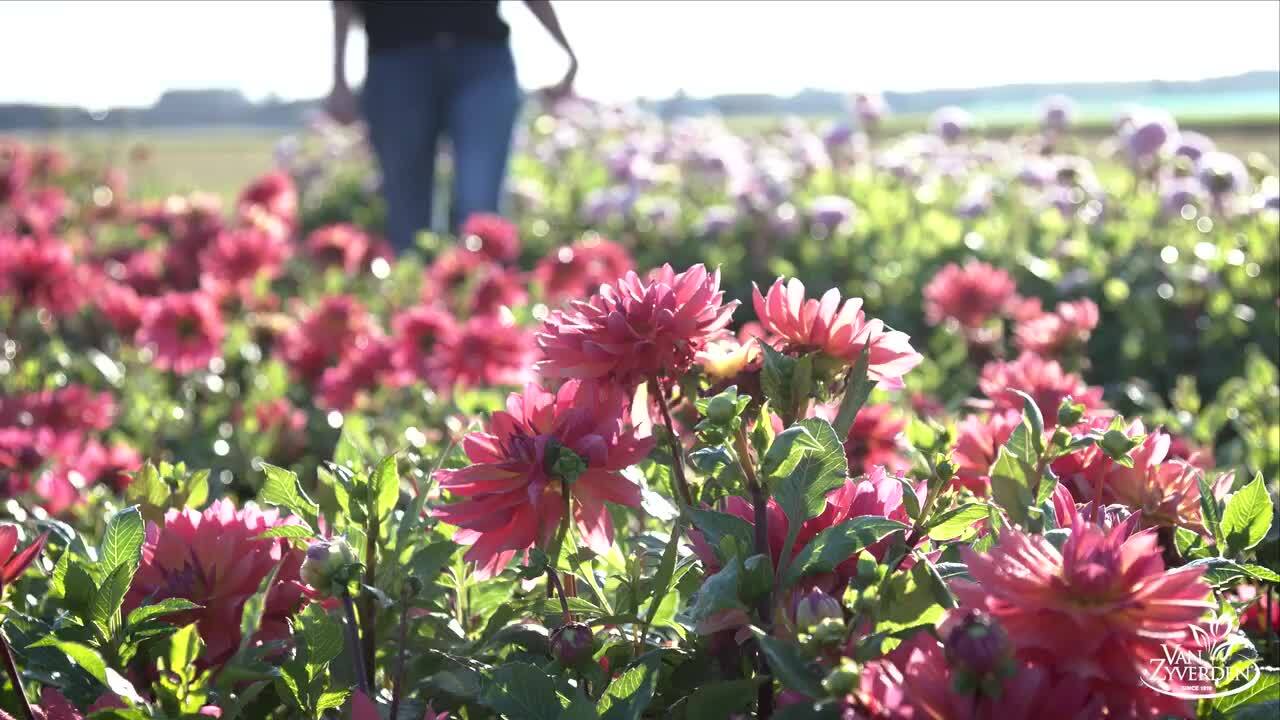 VAN ZYVERDEN Clematis Nelly Moser Plant (Set of 1 Plant) 11310