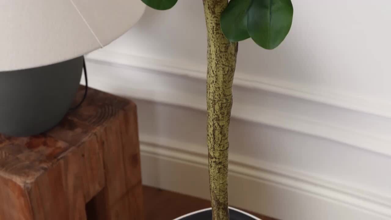 money tree from seed Large - Pachira main image 0