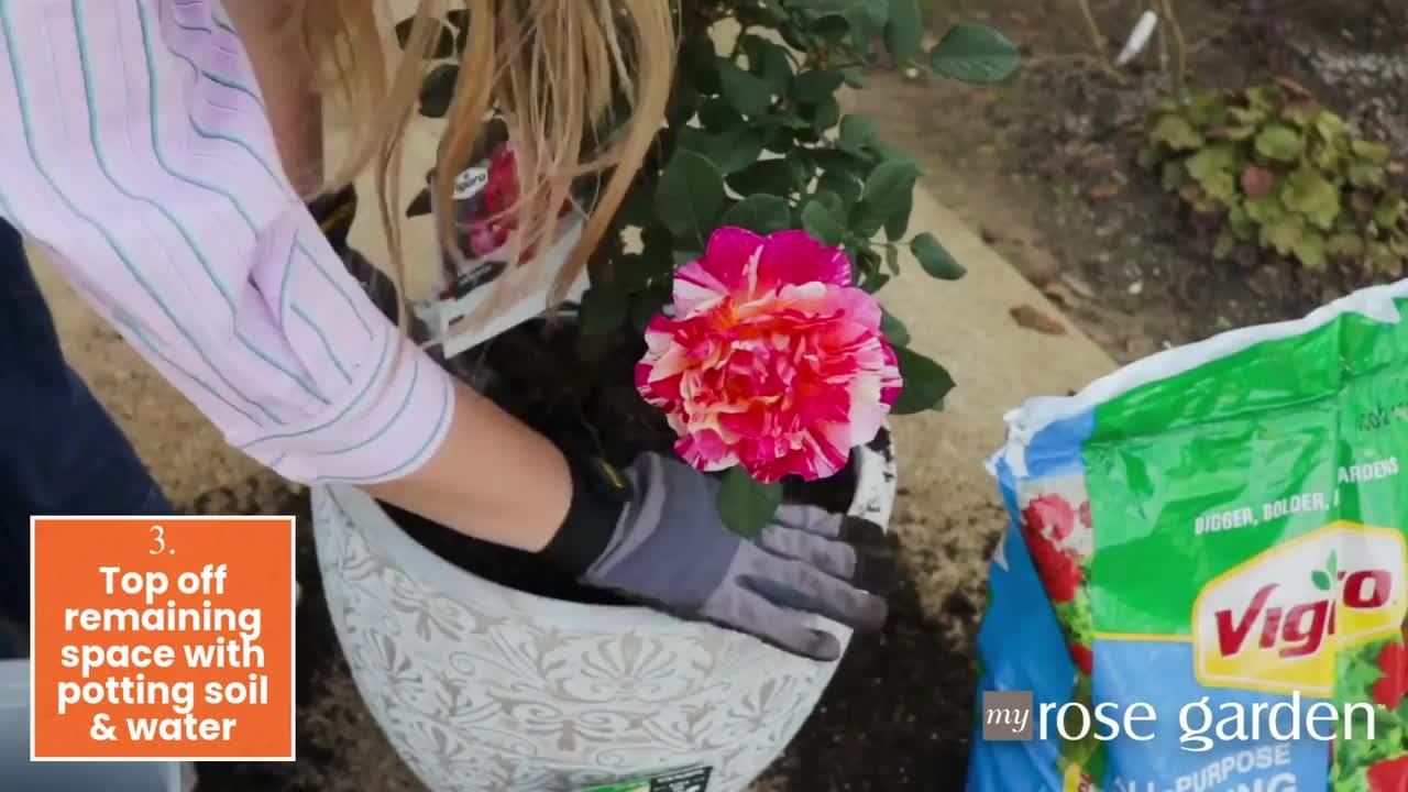 Vigoro 2 Gal. Legend Of Rossi Rose with Hot Pink Flowers 17551