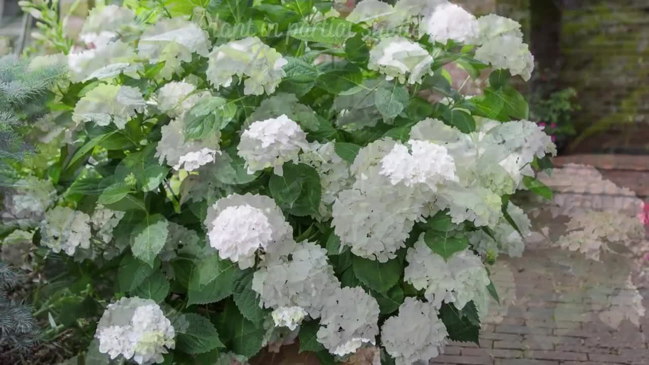 Hydrangea macrophylla Endless Summer®Blushing Bride®(PP17169 Bigleaf  Hydrangea from Colesville Nursery