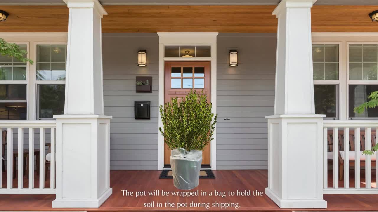 Unbranded - 2.25 Gal. Wintergreen Boxwood Shrub Plant
