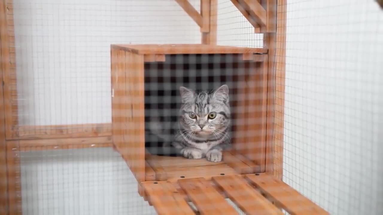 Large Wooden Cat House Catio Enclosure