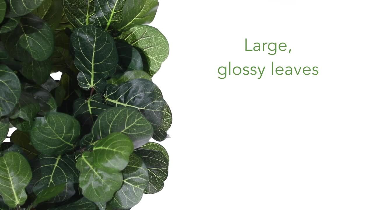 4 philodendron 4