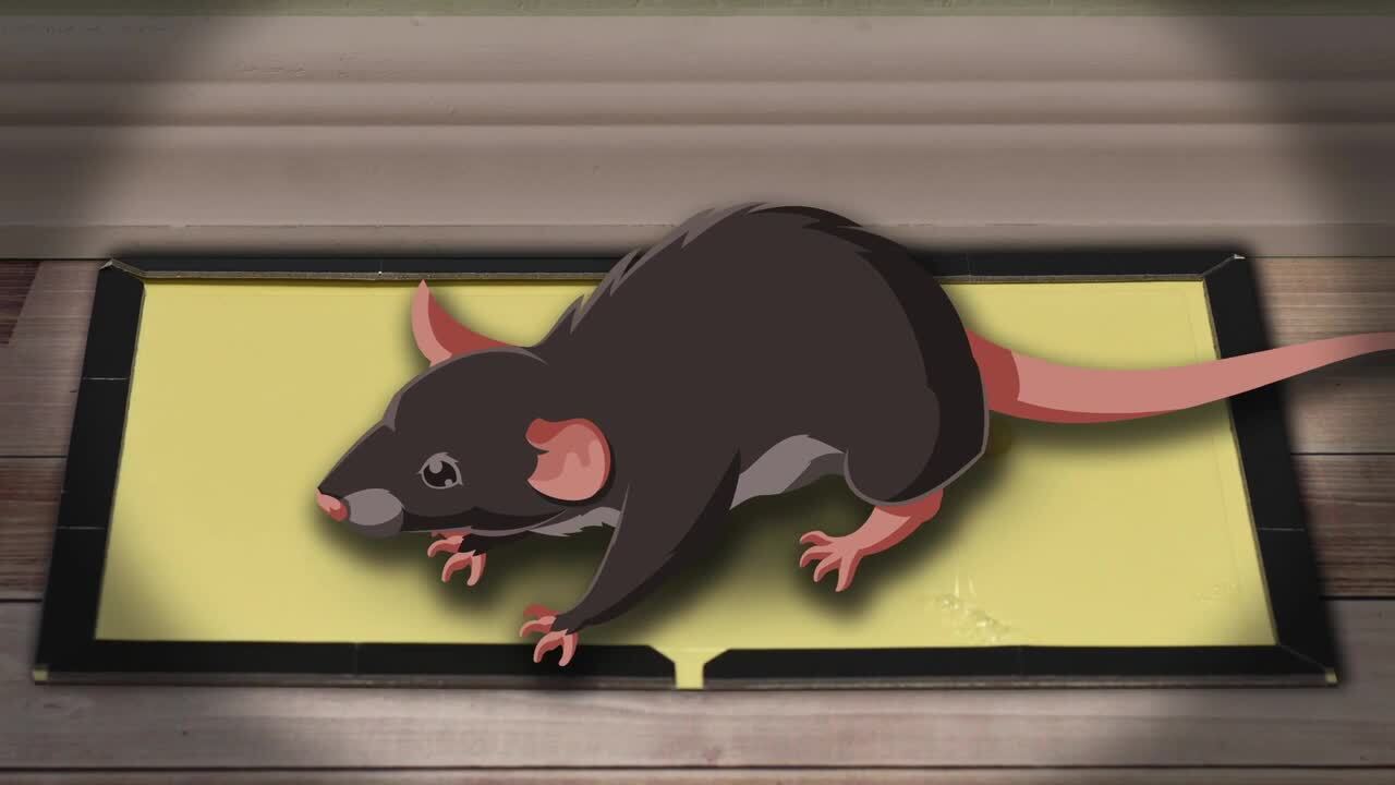 Rat deals trapping glue