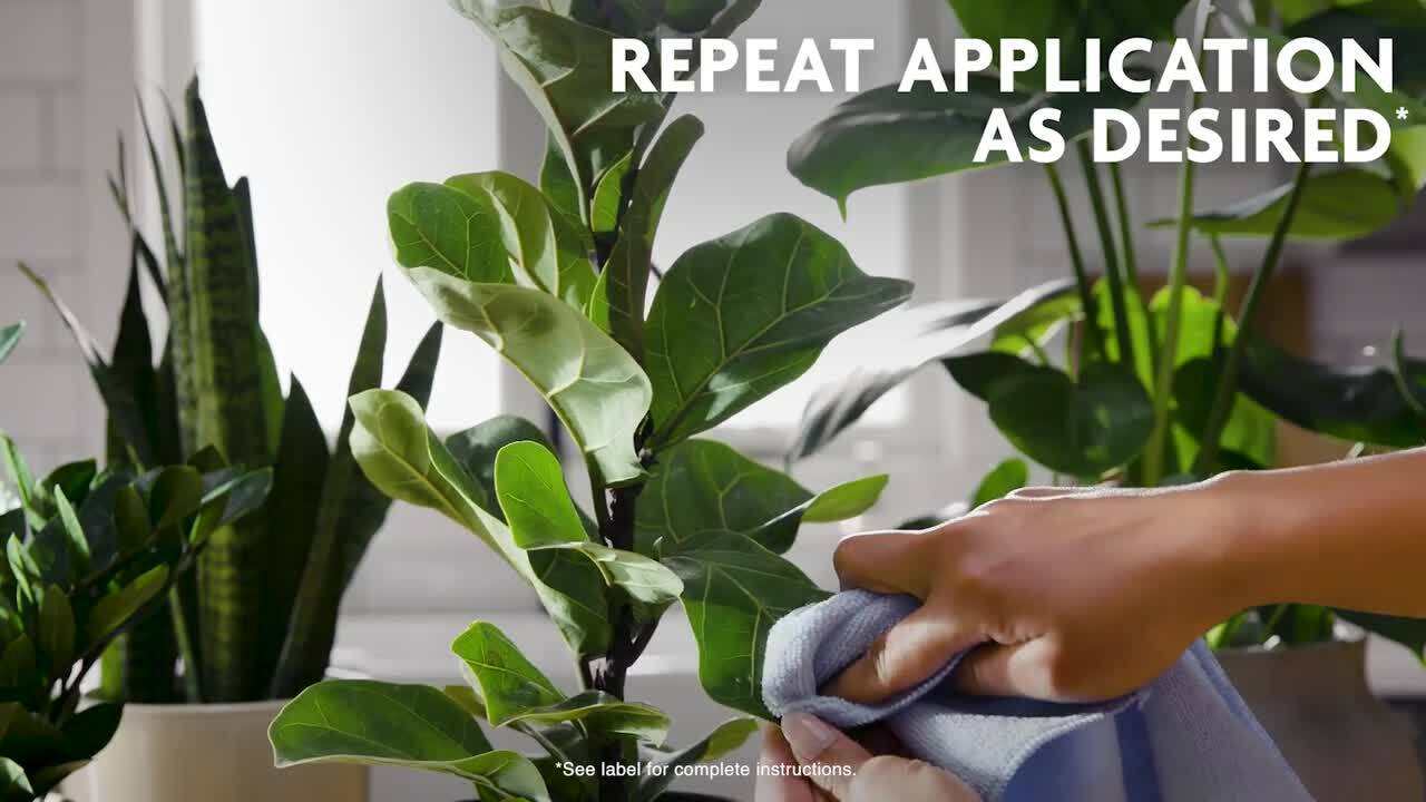 Houseplant Leaf Shine Spray - Leaf Polish, Gloss, and Shine, Perfect for  House Plants and Foliage