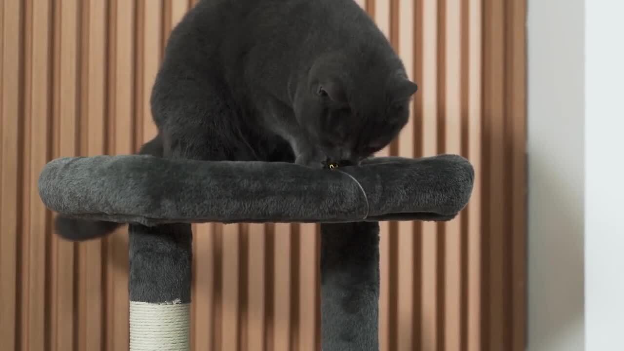 Pet valu clearance cat scratcher