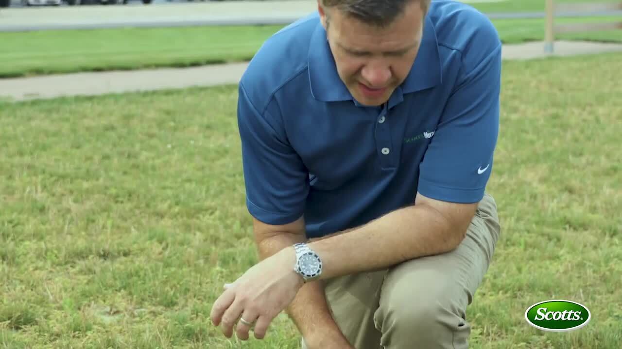 Scotts Turf Builder Halts Crabgrass Preventer, Weed and Feed5