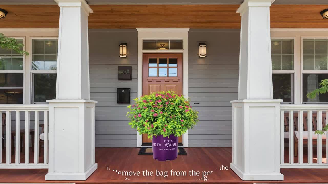First Editions Little Spark Spirea Shrub - Thumbnail 2