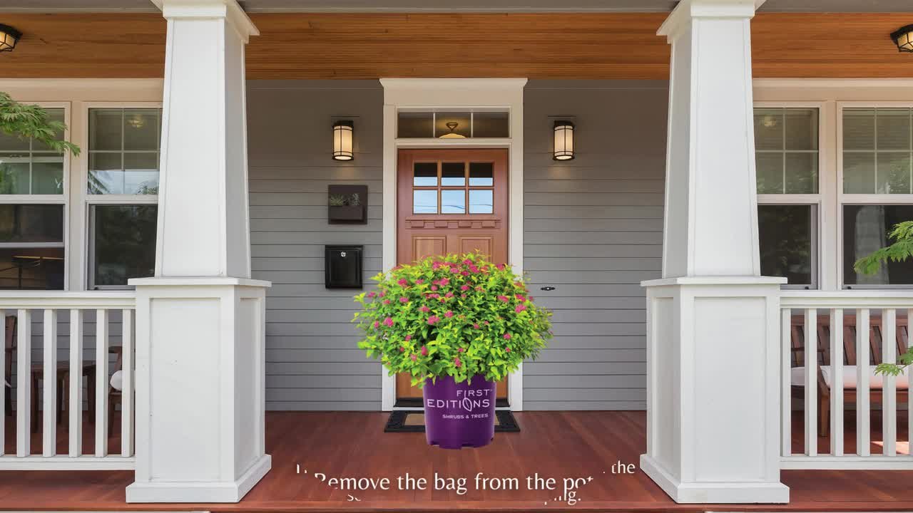 FIRST EDITIONS - 2 Gal. Little Spark Spirea Shrub with Pink Flowers