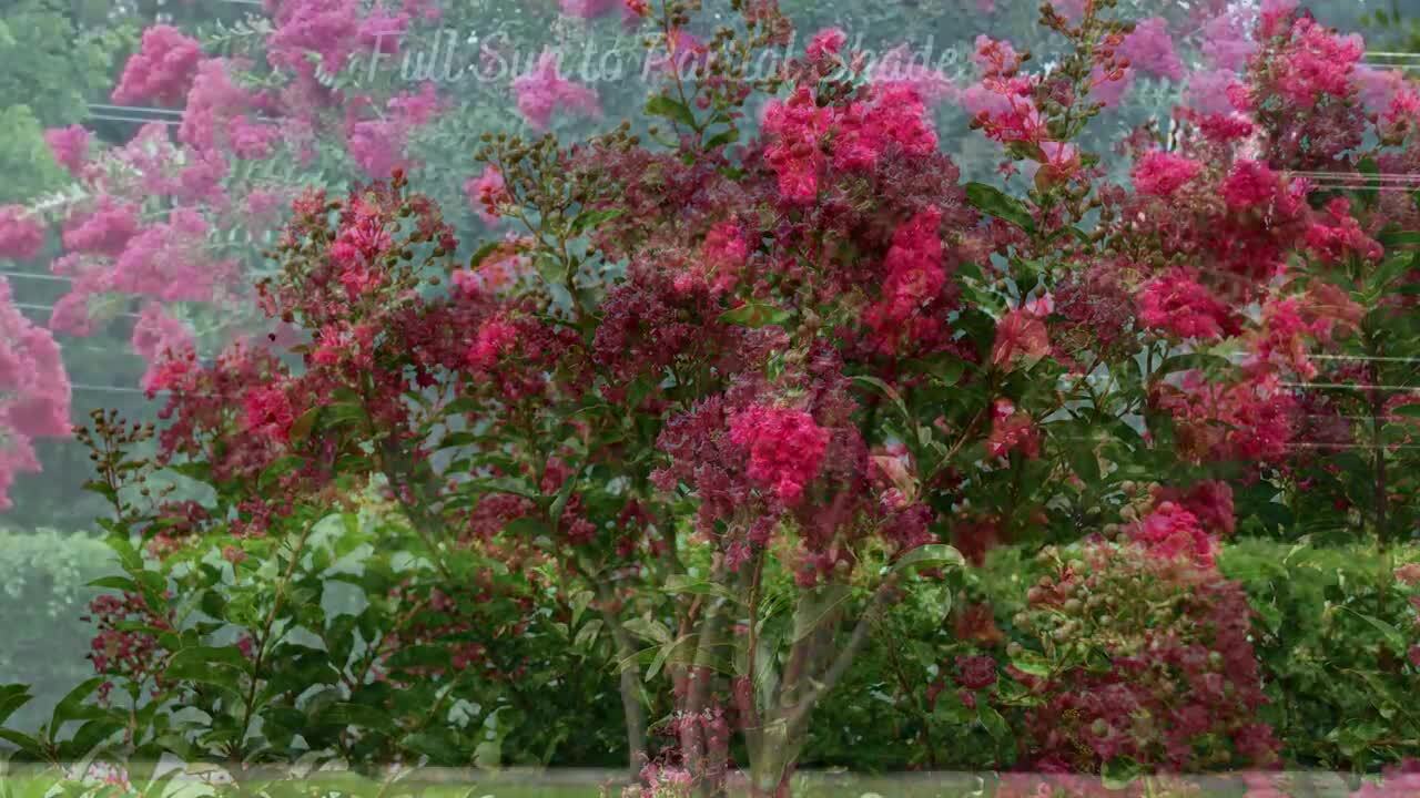 FIRST EDITIONS 2 Gal. Ruffled Red Magic Crape Myrtle Flowering Shrub with  Red Flowers 14104 - The Home Depot