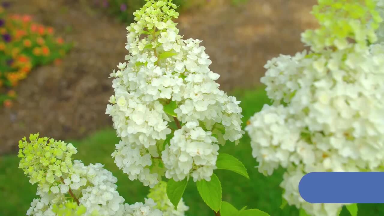 BLOOMIN' EASY Jumbo Pint Moonrock Hardy Hydrangea (Paniculata