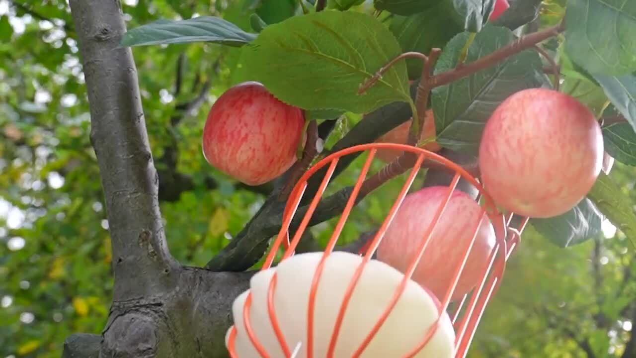 Fruit Picker Apple orange Picker Fruit Catcher Easy Grip Cutter Safe Basket  Bag