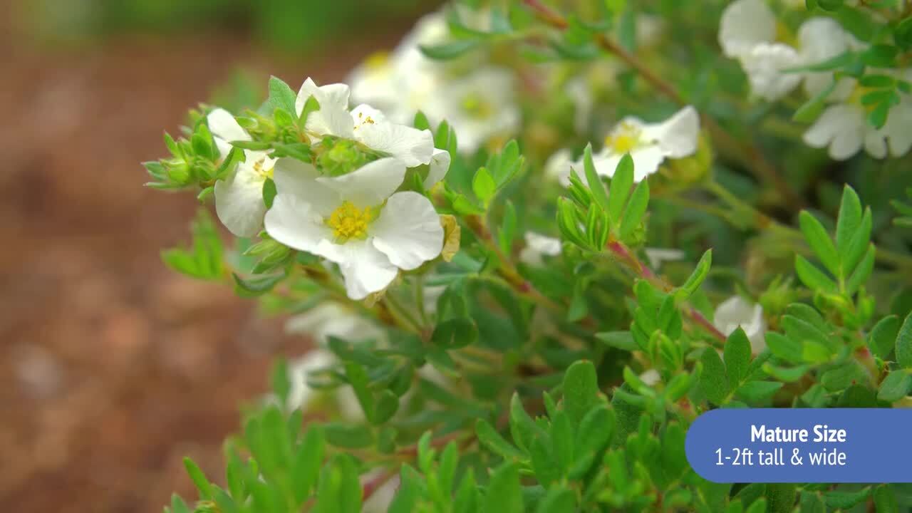 1 Gal. Bella Bianca Potentilla Live Shrub, Pure White Flowers