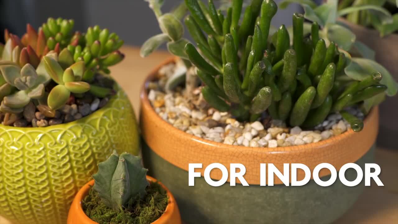 Miracle-Gro Cactus, Palm and Citrus Soil 1 cu. ft. For In-Ground