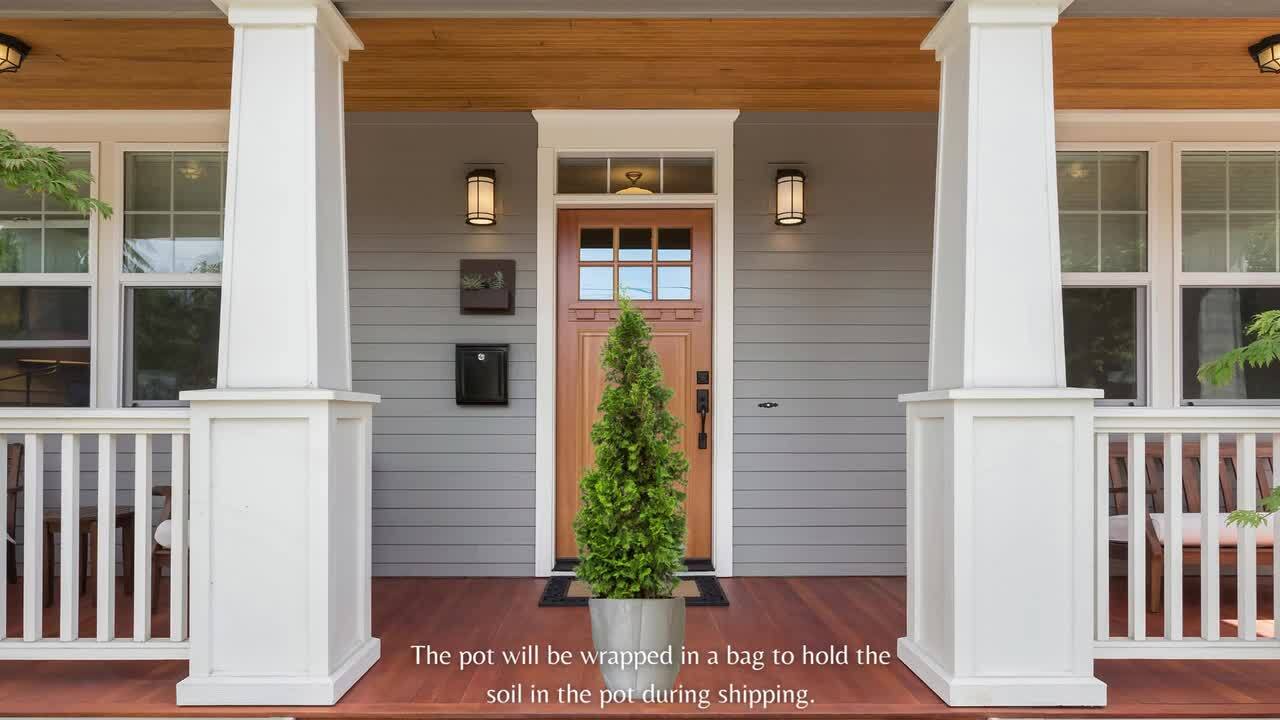 PROVEN WINNERS 2 Gal. Arborvitae Sting Evergreen Shrub 17540 - The