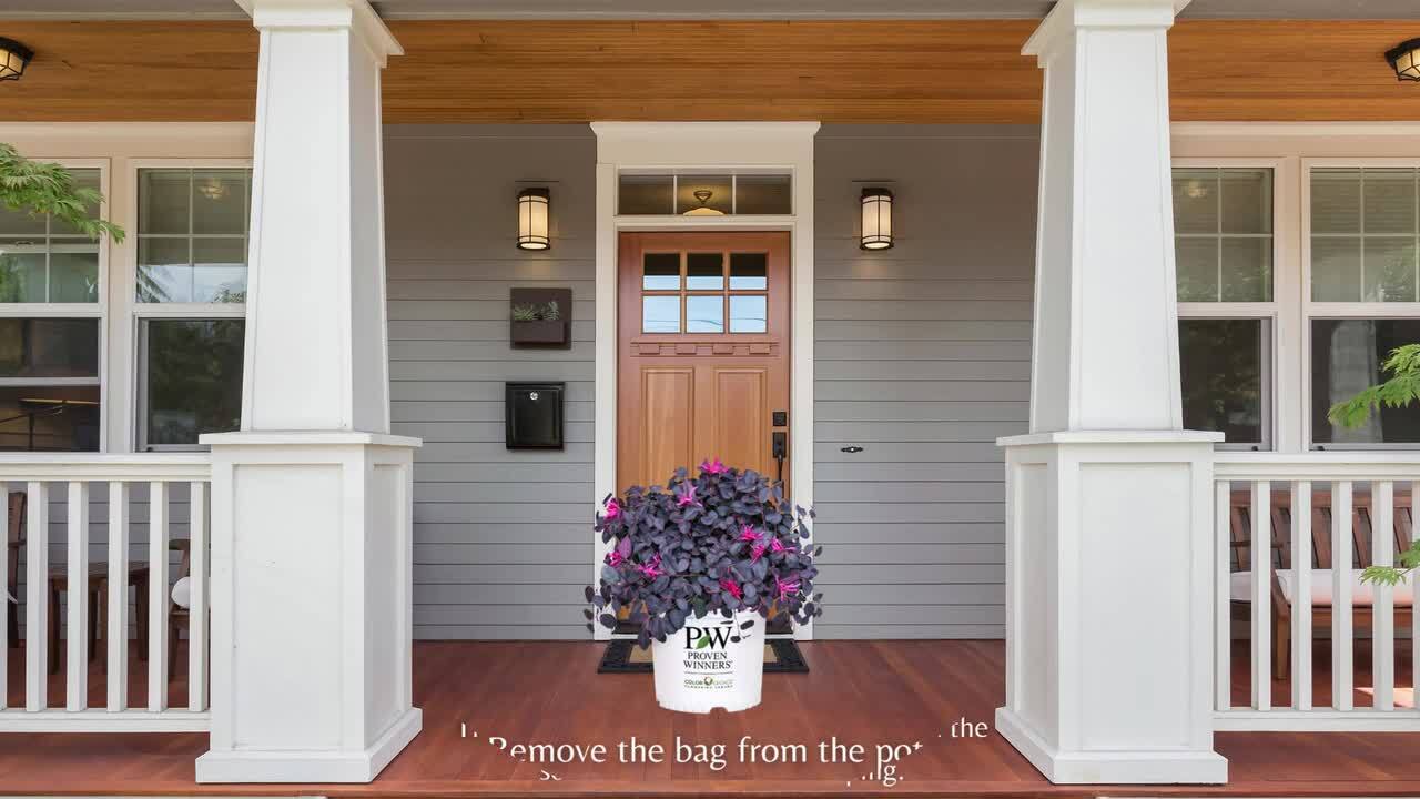 ガーディニア　 　　　　　ジャスミン 　　　　　ネルロ 　　　　　ウィスパー Jazz Hands Mini® - Chinese fringe-flower - Loropetalum