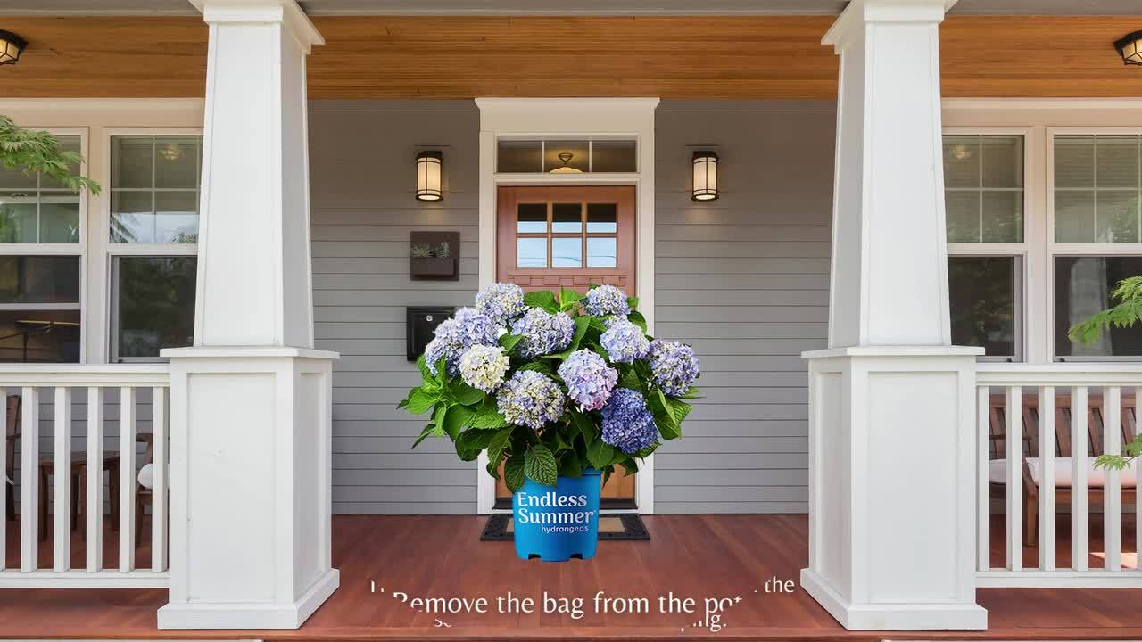 Endless Summer 2 Gal. The Original Reblooming Hydrangea Flowering