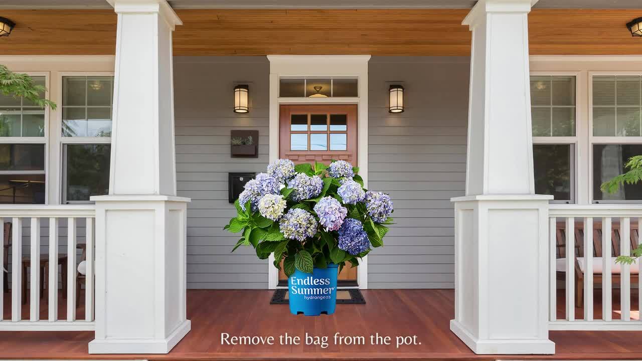 Blushing Bride Reblooming Hydrangea