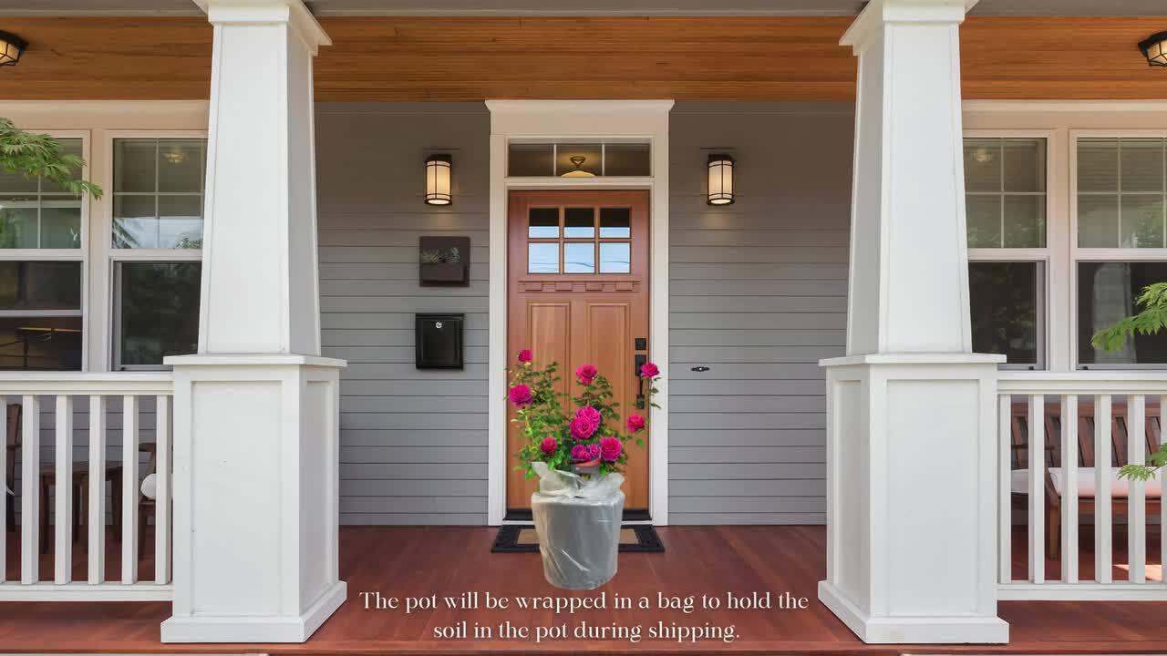 Vigoro 2 Gal. Legend Of Rossi Rose with Hot Pink Flowers 17551