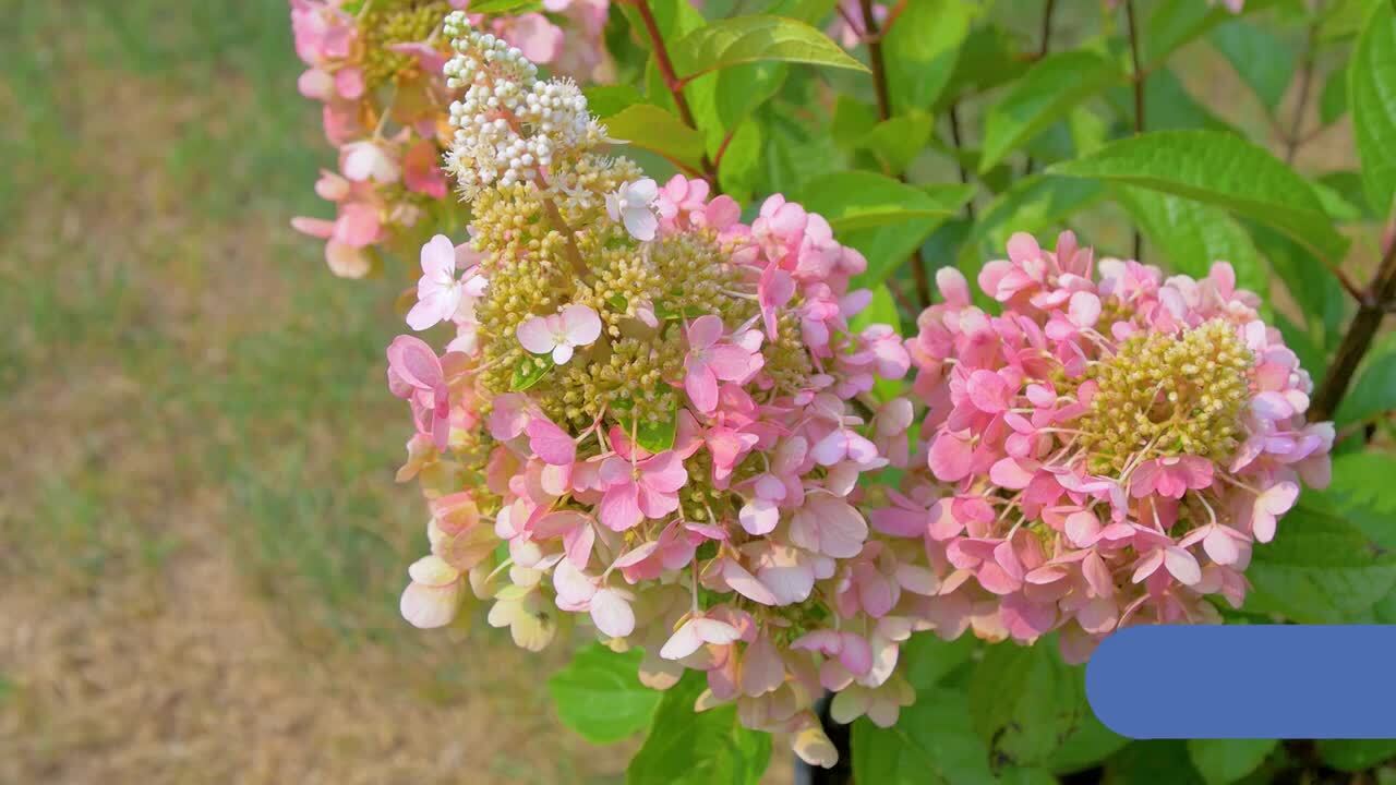 BLOOM - ひな BLOOMIN' EASY 2 Gal. Candelabra Hardy Hydrangea (Paniculata