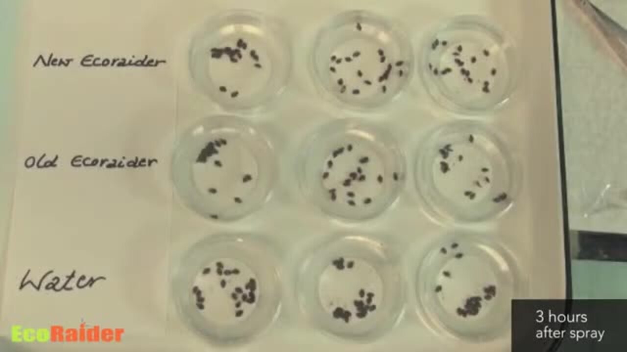 Bed Bug Killer by EcoRaider 16oz.-100% Efficacy Kills All Stages/Eggs for 2 Weeks, Plant-Based, Child/Pet-Safe