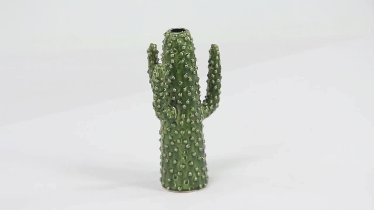 dracaena fernwood Dracaena (Sansevieria) 'Mikado Fernwood'  DesertSTORE.es