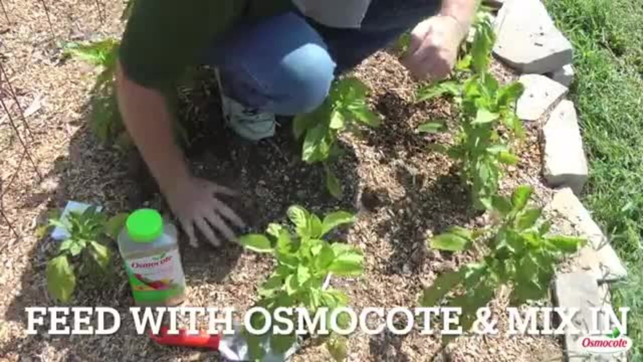 Osmocote - 14-14-14 - Carnivorous Plant Food – Sweet Leaf Nursery