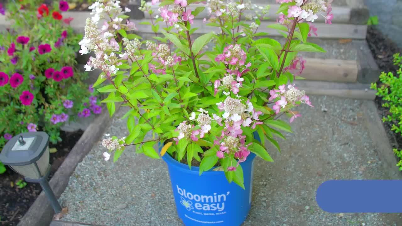 BLOOMIN' EASY 2 Gal. Flare Hardy Hydrangea (Paniculata) Live Shrub