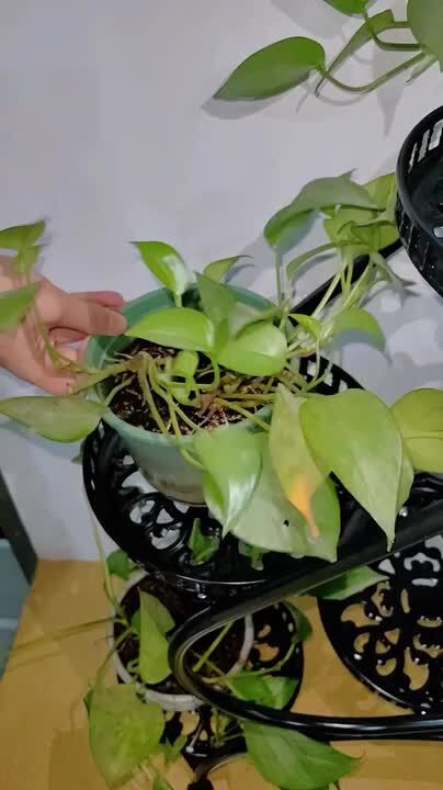YIYIBYUS 31.49 in. Tall Indoor/Outdoor Black Metal Iron Plant