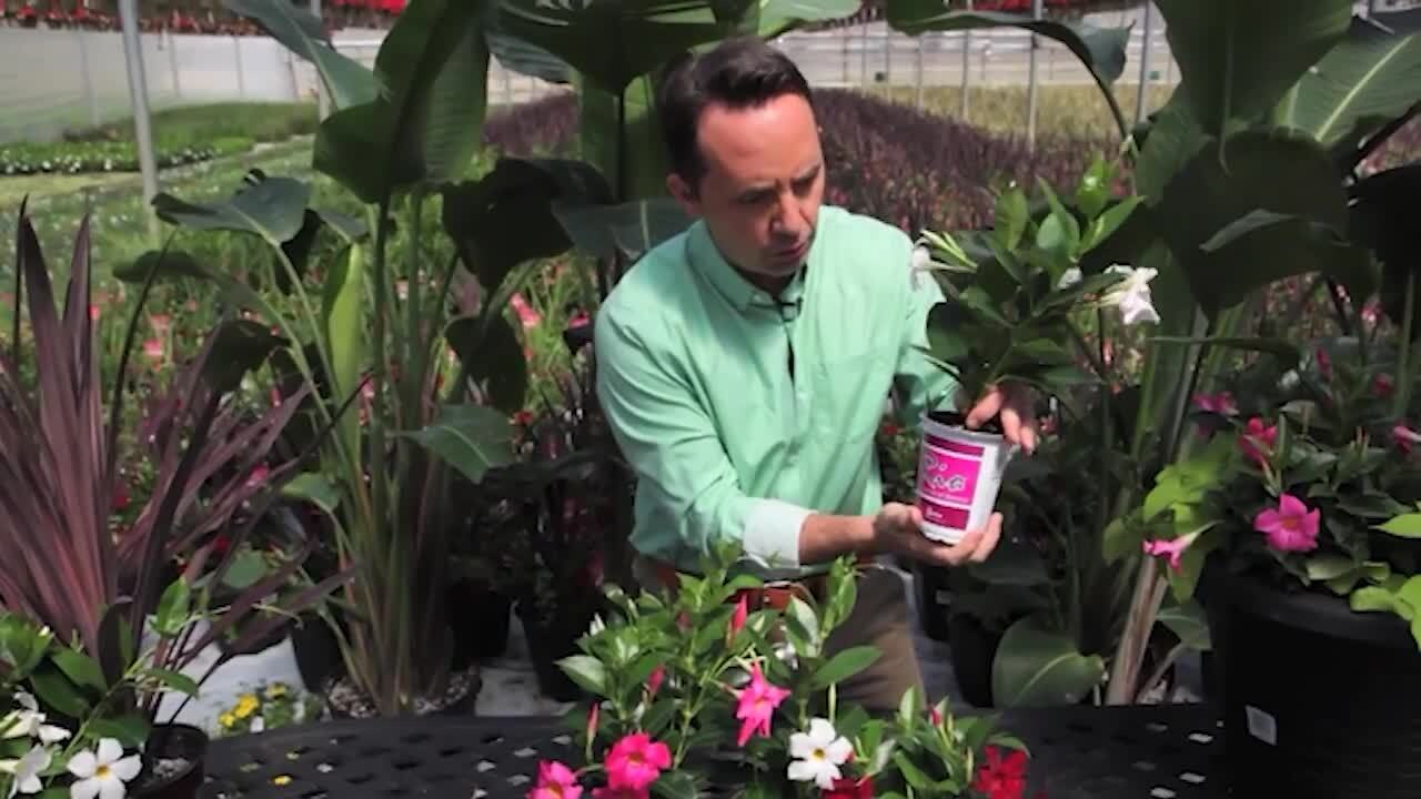 Rio 1.2 Gal (#10) Hanging Basket Dipladenia Flowering Annual Shrub