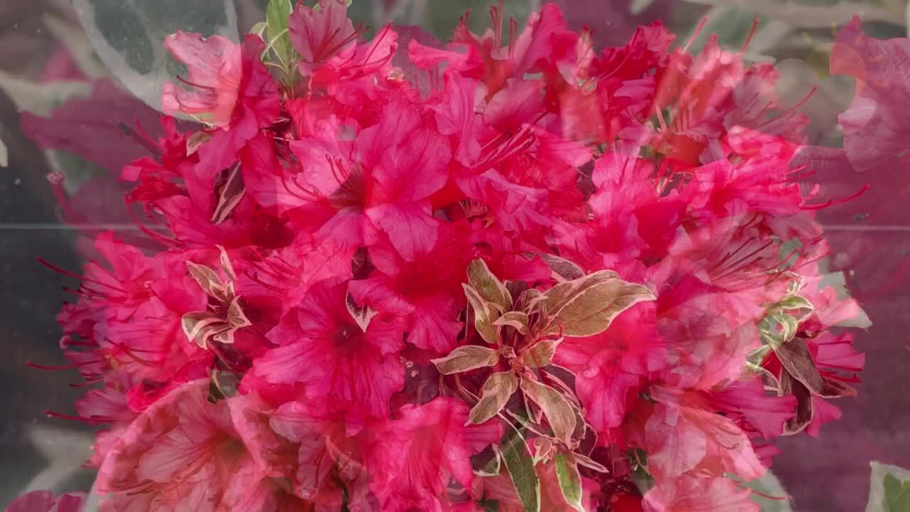 PROVEN WINNERS 2 Gal. Bollywood Azalea Shrub with Bright Magenta