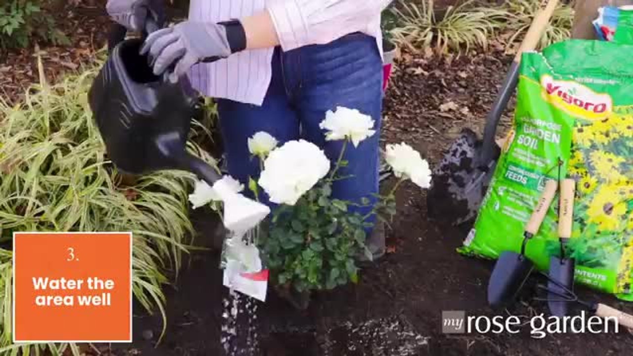 Vigoro 2 Gal. Legend Of Rossi Rose with Hot Pink Flowers 17551