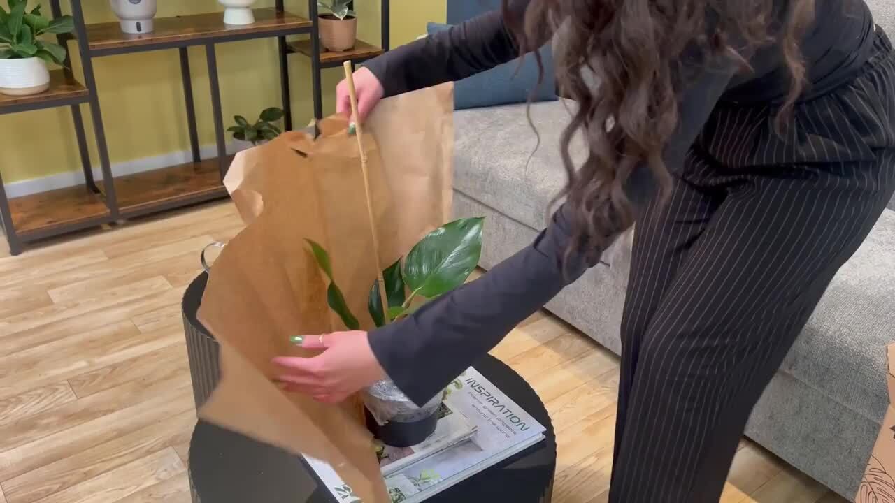 Costa Farms - Trending Tropical Little Swiss Cheese Monstera Indoor Plant in 6 in. Self-Watering Planter