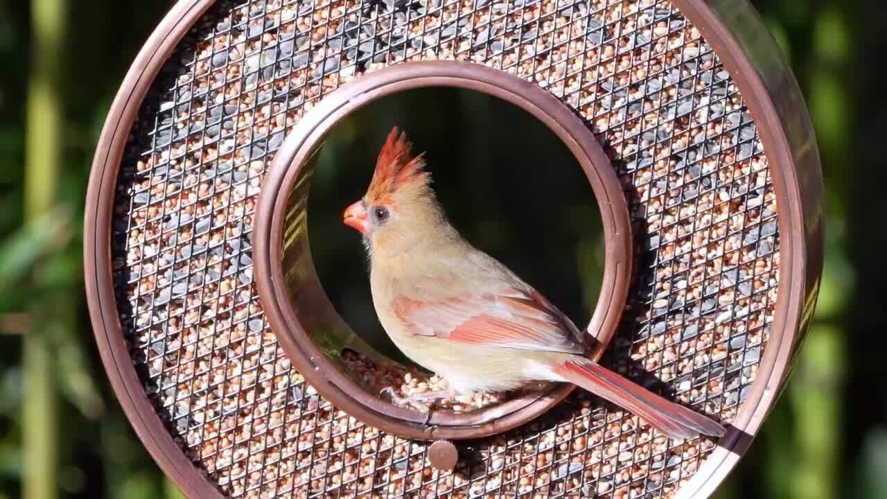 Just in Time Fly-Thru Copper Bird Feeder, Mesh Panels