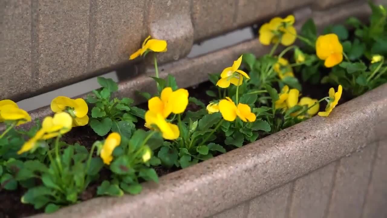 Enjoy the simple life garden cement planter for herbs or